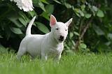 BULL TERRIER MINIATURE 129